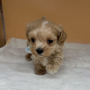 Alternative view of ミックス犬