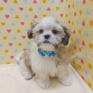 Alternative view of ミックス犬