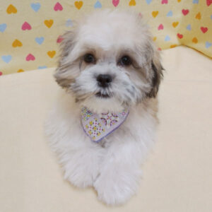 Alternative view of ミックス犬