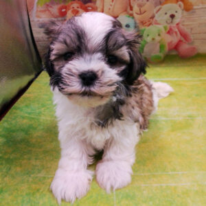 Alternative view of ミックス犬