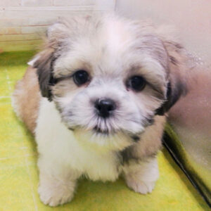 Alternative view of ミックス犬