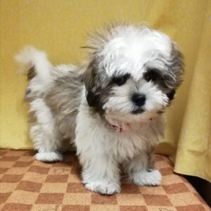 Alternative view of ミックス犬