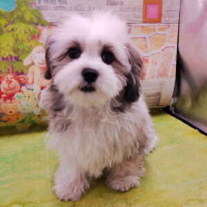 Alternative view of ミックス犬