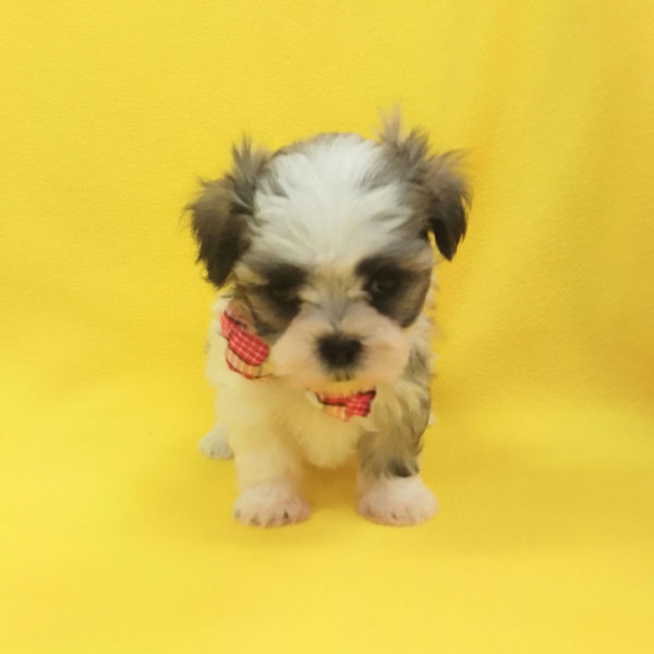 ミックス犬 - 画像 (2)