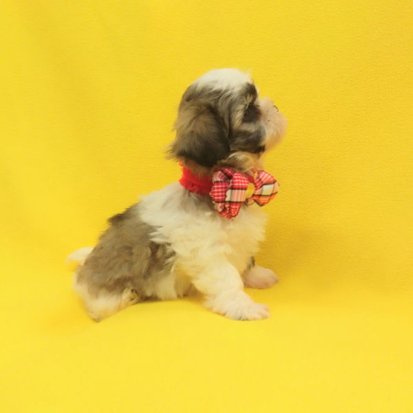 ミックス犬 - 画像 (3)