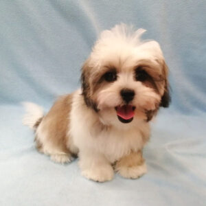 Alternative view of ミックス犬