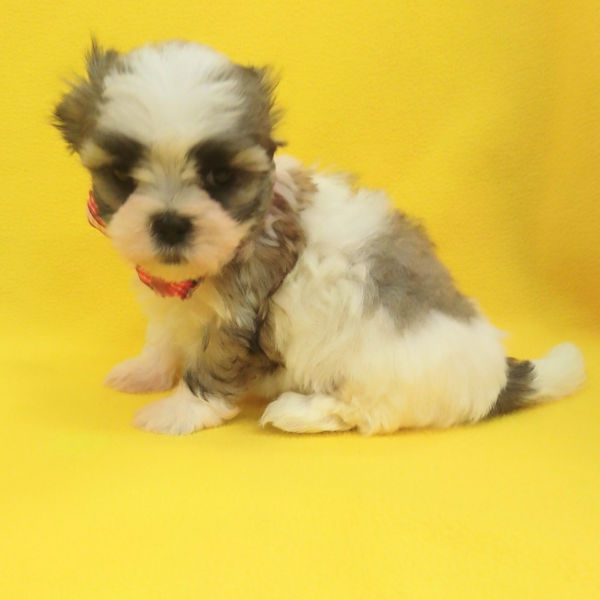 ミックス犬 - 画像 (4)