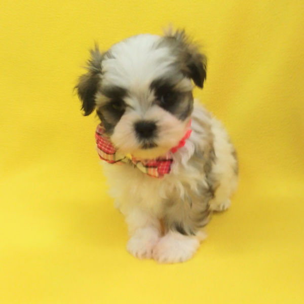 ミックス犬 - 画像 (5)