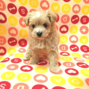 Alternative view of ミックス犬