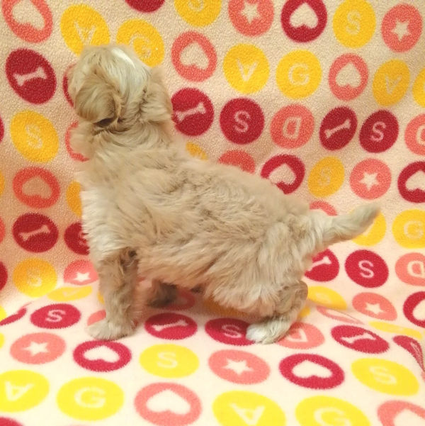 ミックス犬 - 画像 (3)