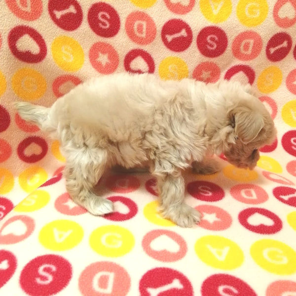 ミックス犬 - 画像 (4)