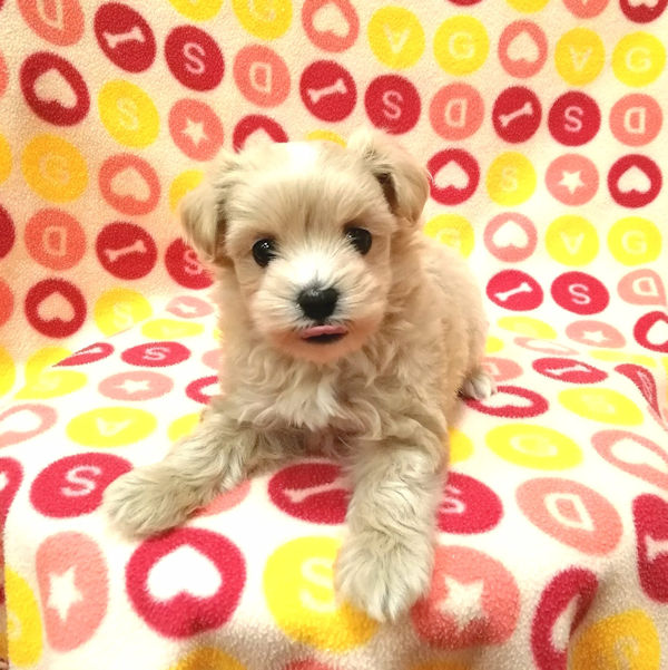 ミックス犬 - 画像 (5)