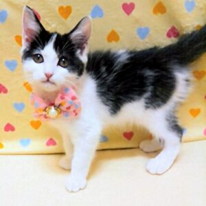 Alternative view of マンチカン