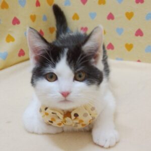 Alternative view of マンチカン