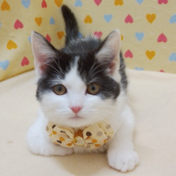 マンチカン - 画像 (2)