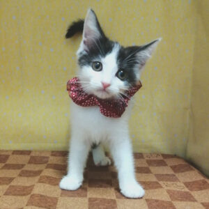 Alternative view of マンチカン