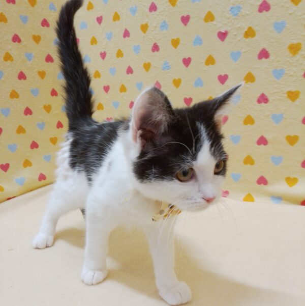 マンチカン - 画像 (4)