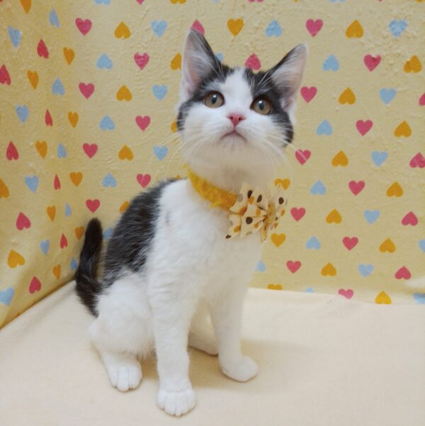 マンチカン - 画像 (3)