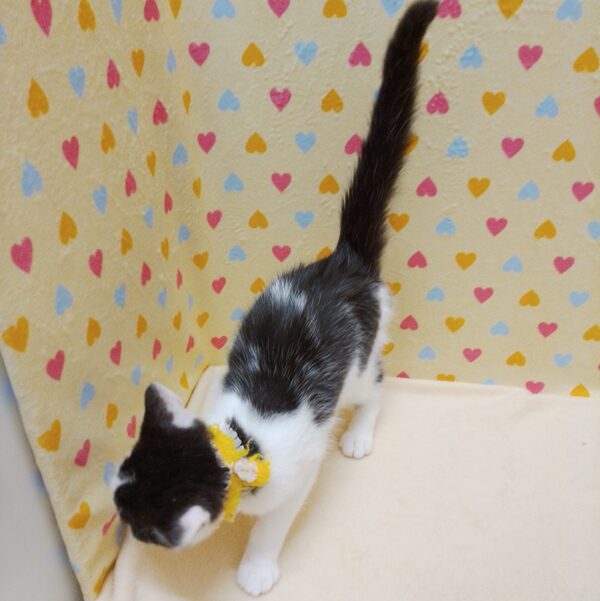 マンチカン - 画像 (5)