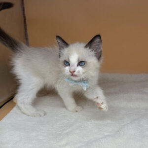 Alternative view of ラグドール