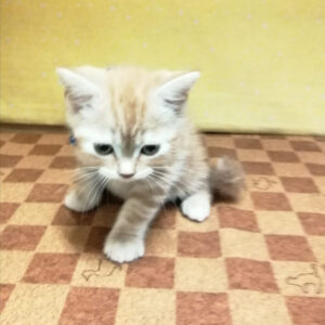 Alternative view of アメリカン・ショートヘアー