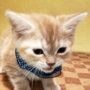 アメリカン・ショートヘアー