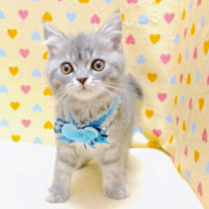 Alternative view of マンチカン