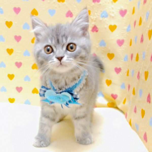 マンチカン - 画像 (2)