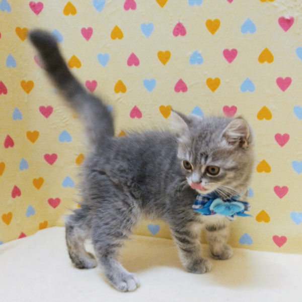 マンチカン - 画像 (3)