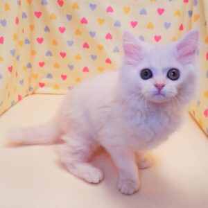 Alternative view of ミヌエット