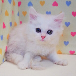 Alternative view of ミヌエット