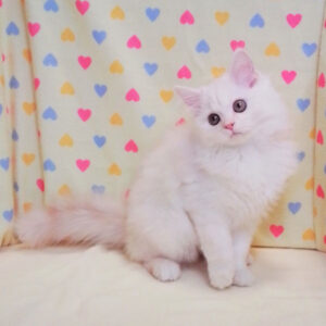 Alternative view of ミヌエット