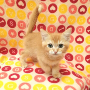 Alternative view of マンチカン