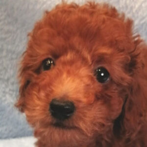 トイ・プードル