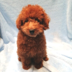 Alternative view of トイ・プードル