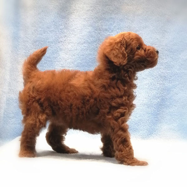 トイ・プードル - 画像 (3)