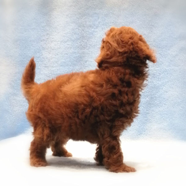 トイ・プードル - 画像 (4)