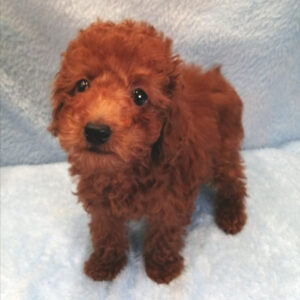 Alternative view of トイ・プードル