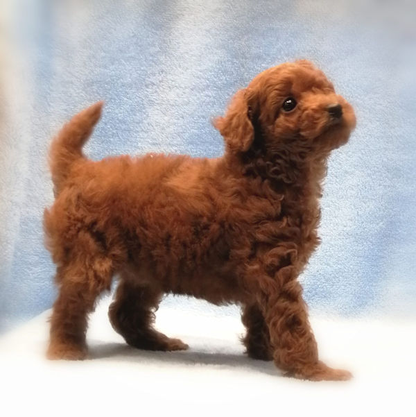 トイ・プードル - 画像 (5)