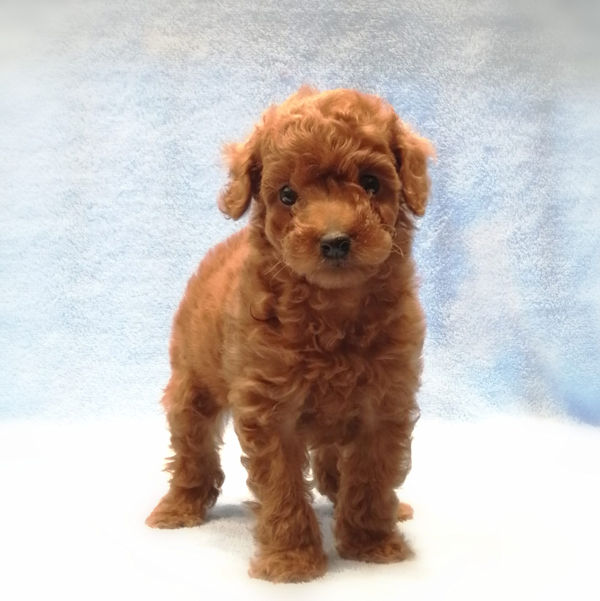 トイ・プードル - 画像 (2)