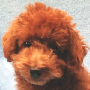 トイ・プードル