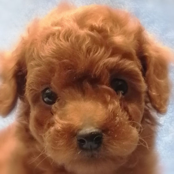 トイ・プードル