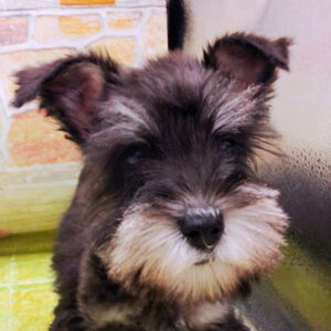 ミニチュア・シュナウザー