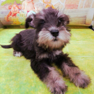 Alternative view of ミニチュア・シュナウザー