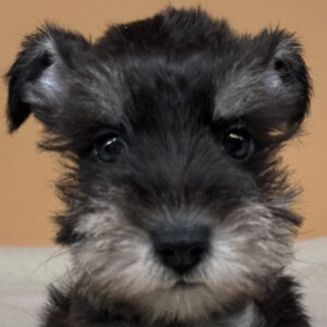 ミニチュア・シュナウザー