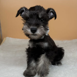 Alternative view of ミニチュア・シュナウザー