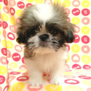 Alternative view of ミックス犬