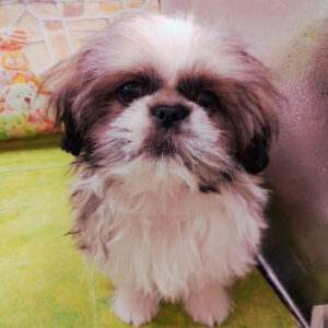 Alternative view of ミックス犬