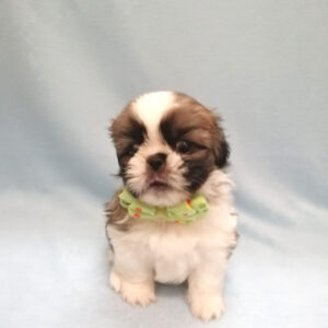 Alternative view of ミックス犬