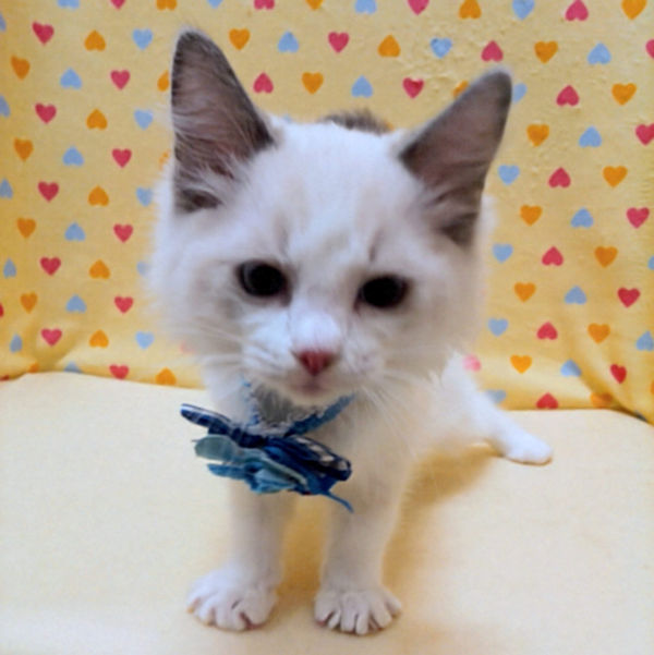 ラグドール - 画像 (2)